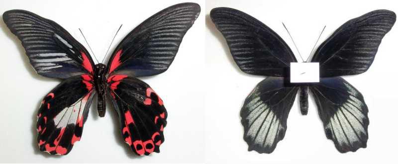 Papilio Gynandromorph 09 (Internet Image property of respective owner, non-commercial use only)
